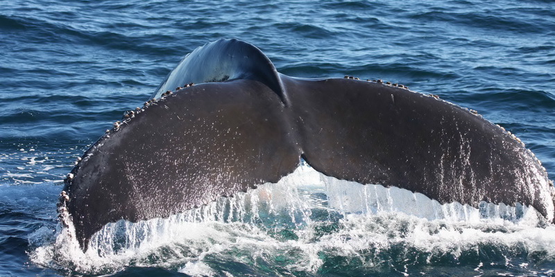 Massive tail of a blue whale in the Patagonian fjords (© Francisco Viddi / WWF-Chile)